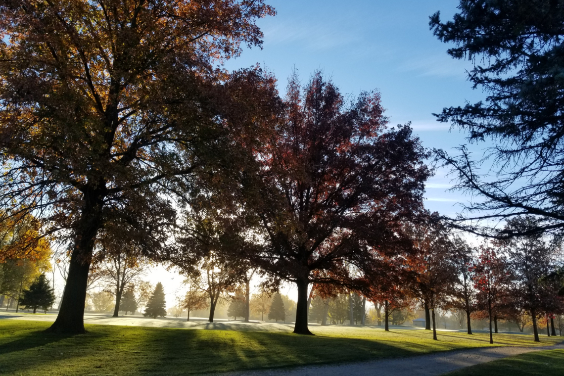 view of trees at sunrise