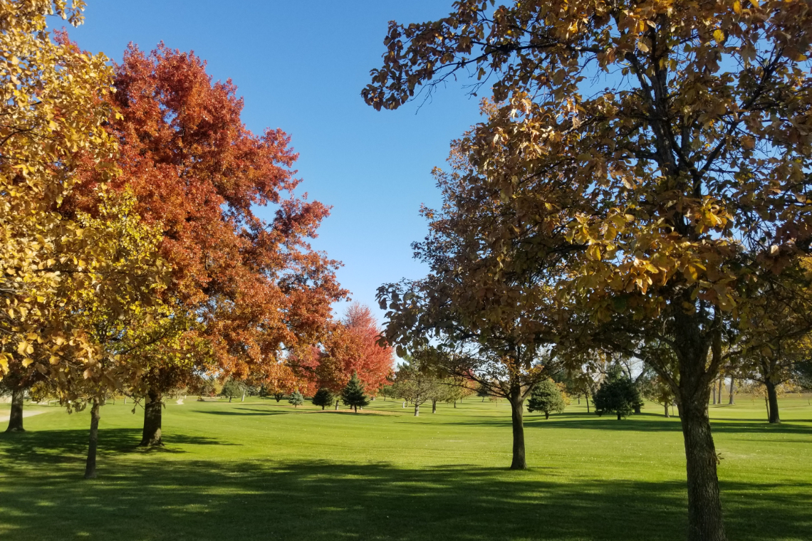 trees on golf course green